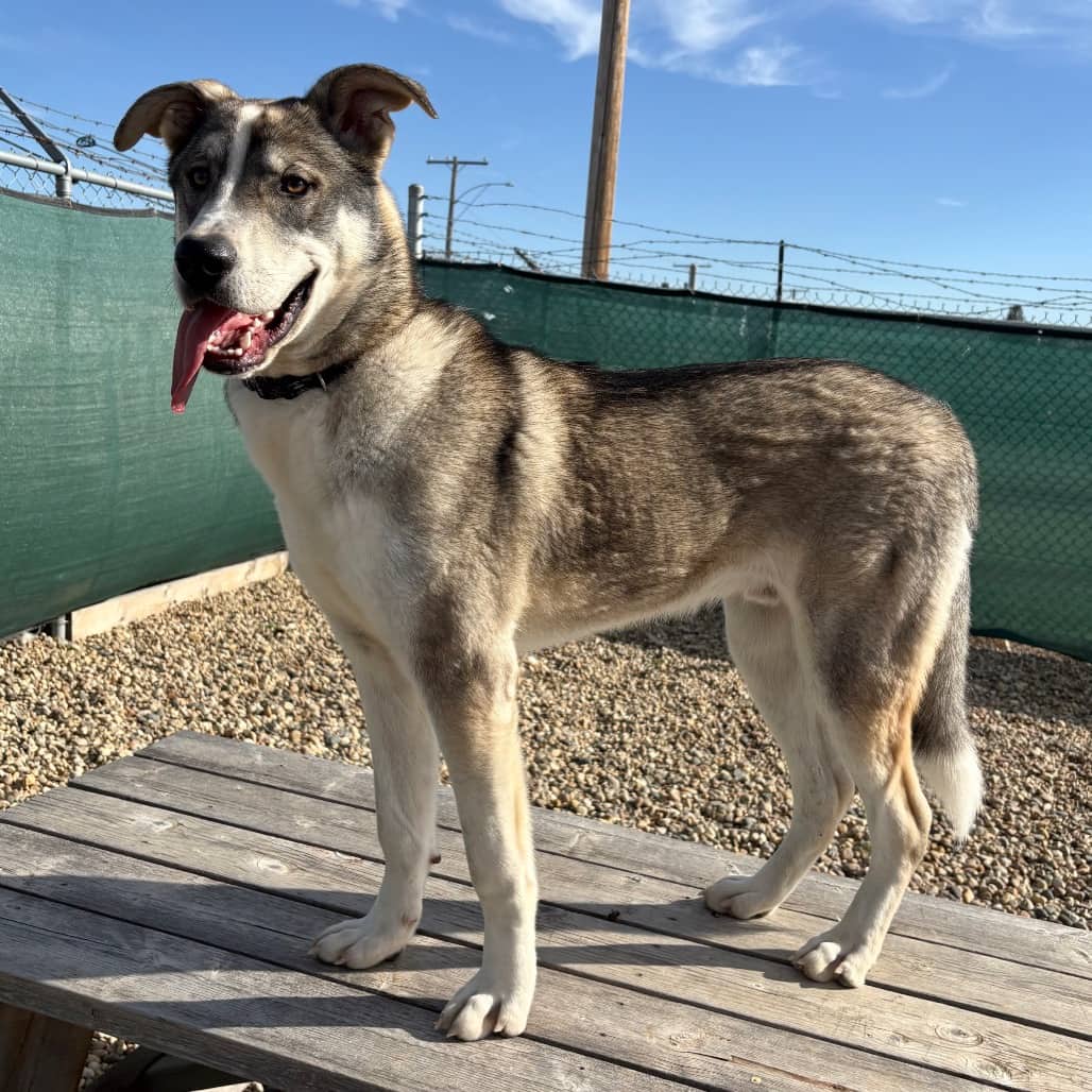 Snow - Mixed Breed (Large) available for adoption in Calgary