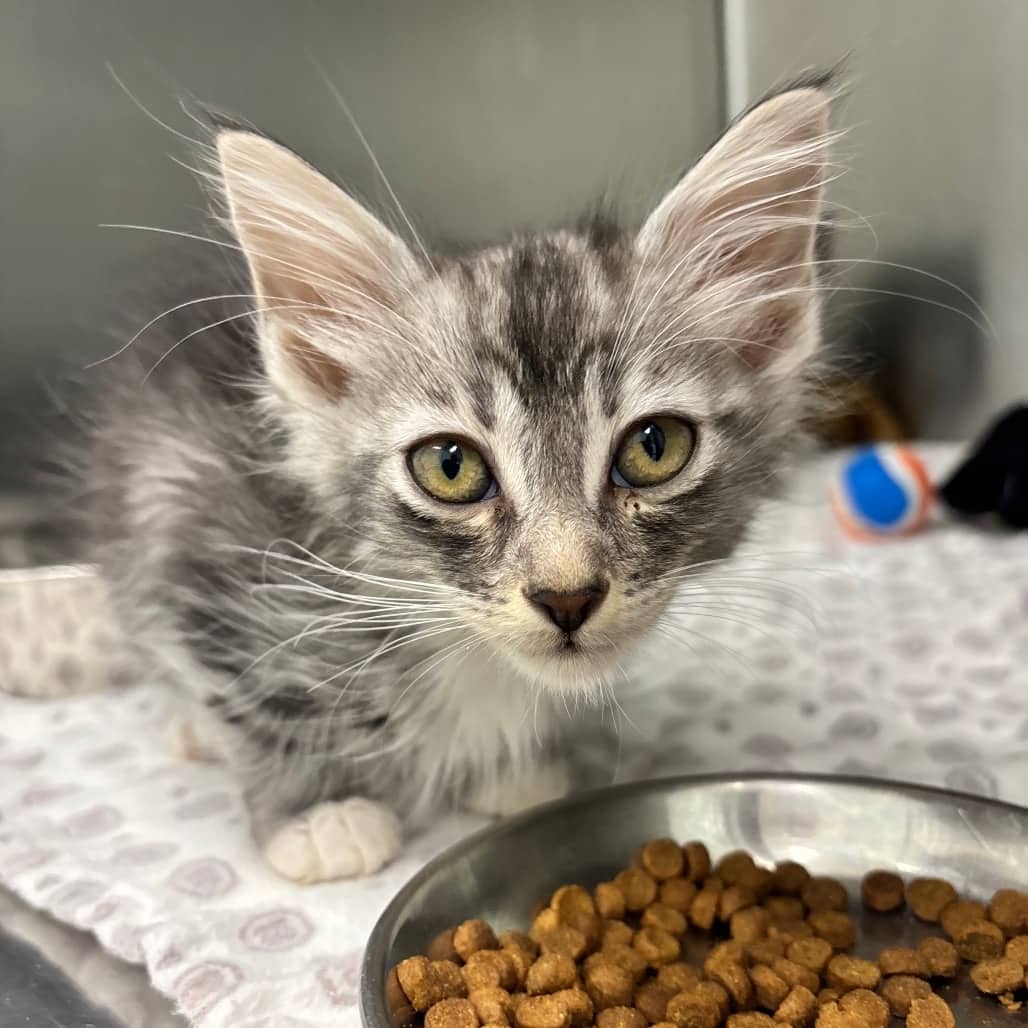 Twinkie - Domestic Shorthair available for adoption
