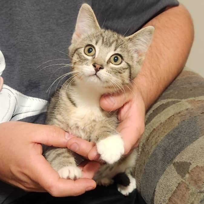 Indie - Domestic Shorthair available for adoption
