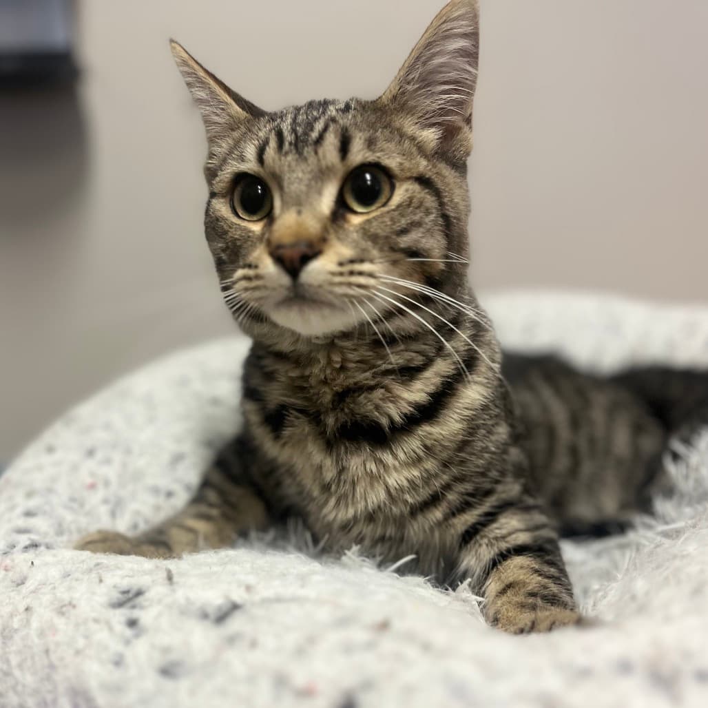 Baxter - Domestic Shorthair cat available for adoption at Battlefords Humane Society in Saskatchewan