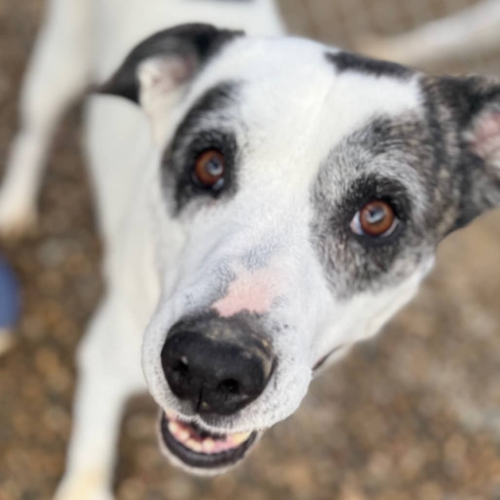 Ria - Terrier, Pit Bull available for adoption in Saskatchewan