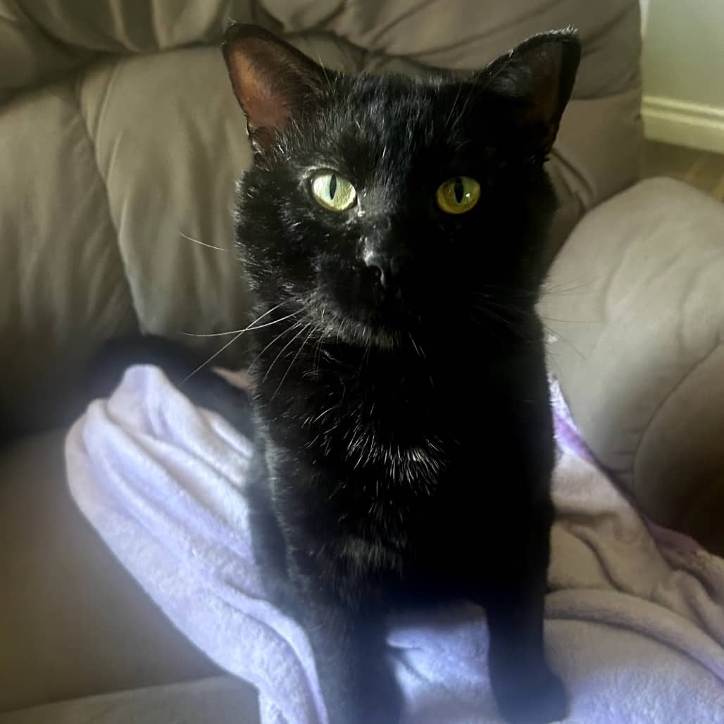 Corax - Domestic Medium Hair cat available for adoption at SCARS in Edmonton (1 of 6)