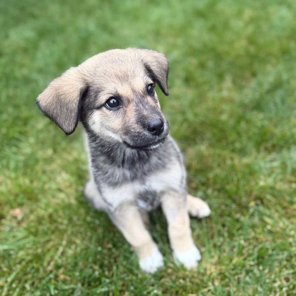 Twix - HUSKY/MIX available for adoption in Alberta