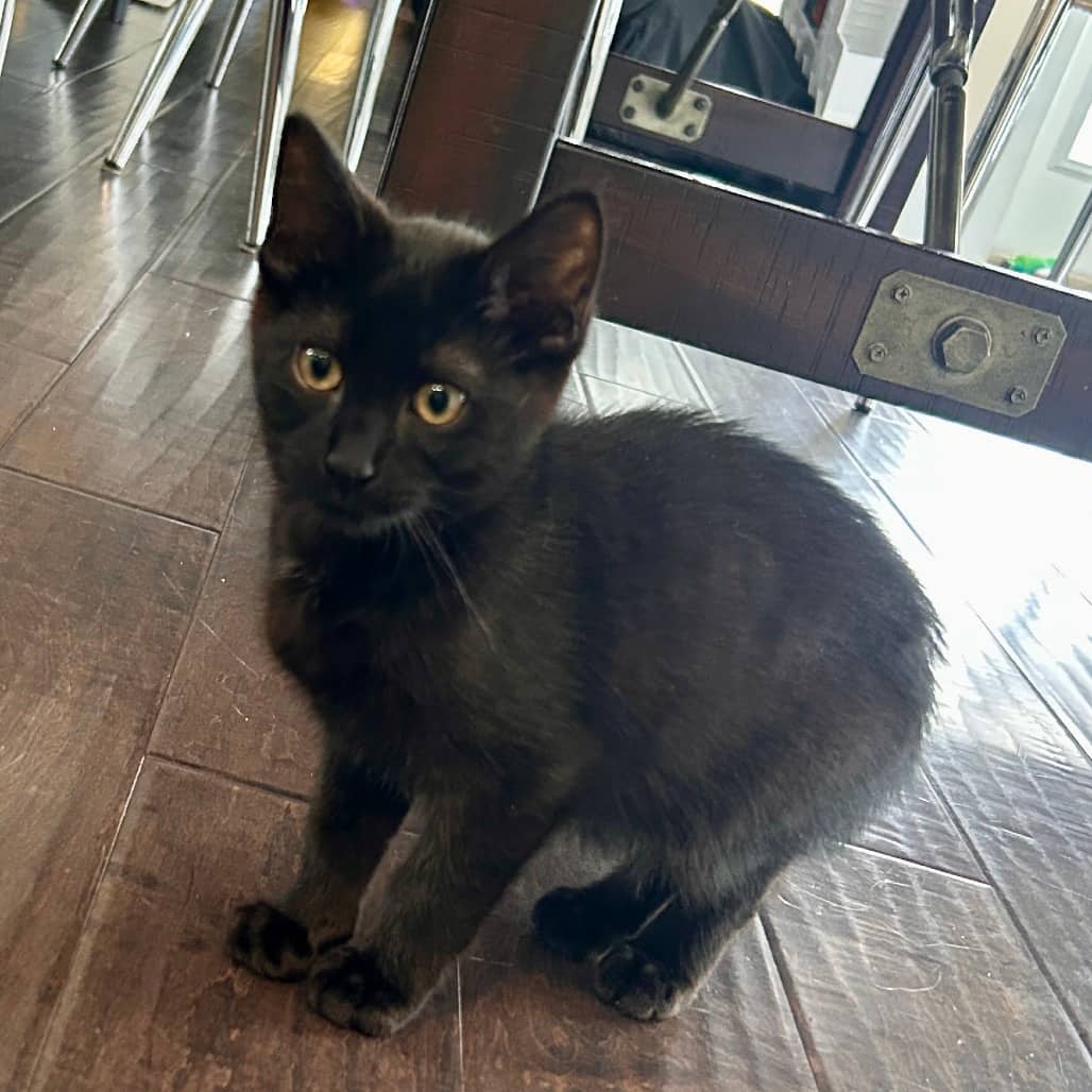 Cartman - Domestic Shorthair available for adoption