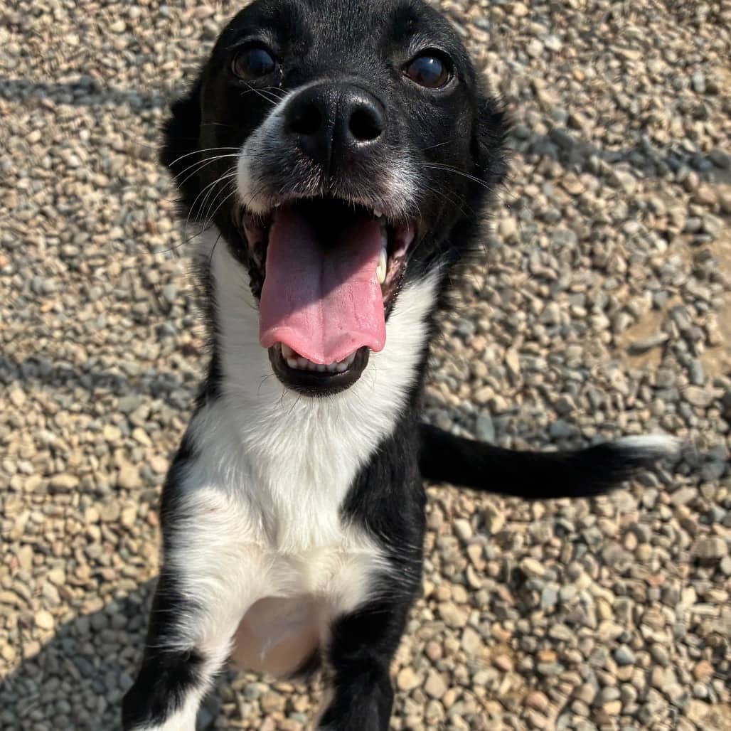 Mina - Terrier available for adoption