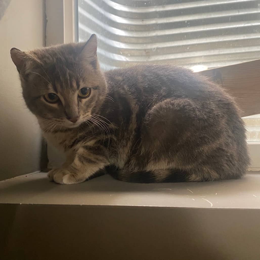 Cookie - Domestic Shorthair cat available for adoption at SCARS in Edmonton (1 of 6)