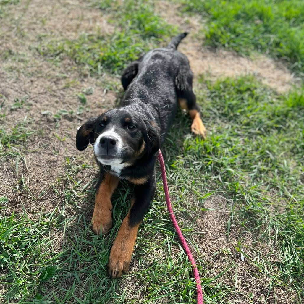 Maple - COLLIE/MIX available for adoption at SCARS in Calgary (1 of 6)