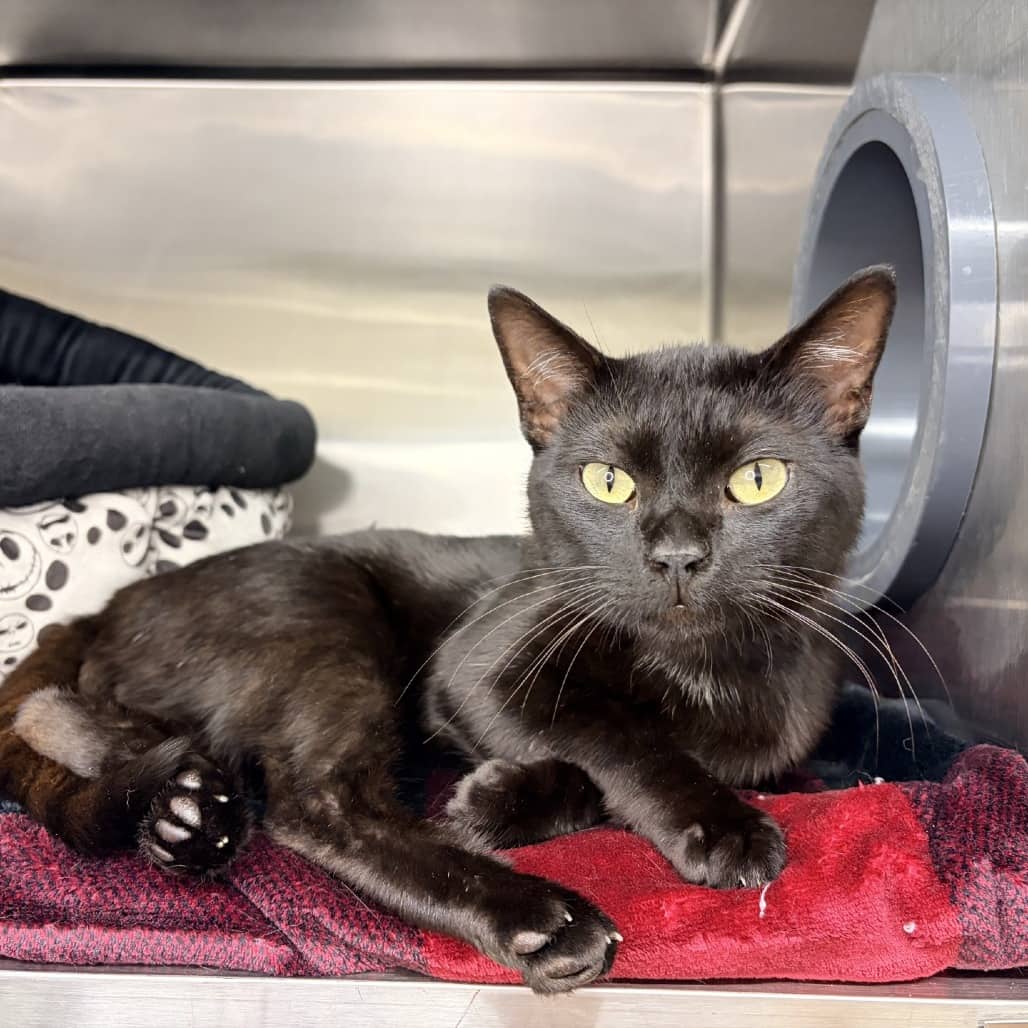 Dempsey - Domestic Shorthair available for adoption