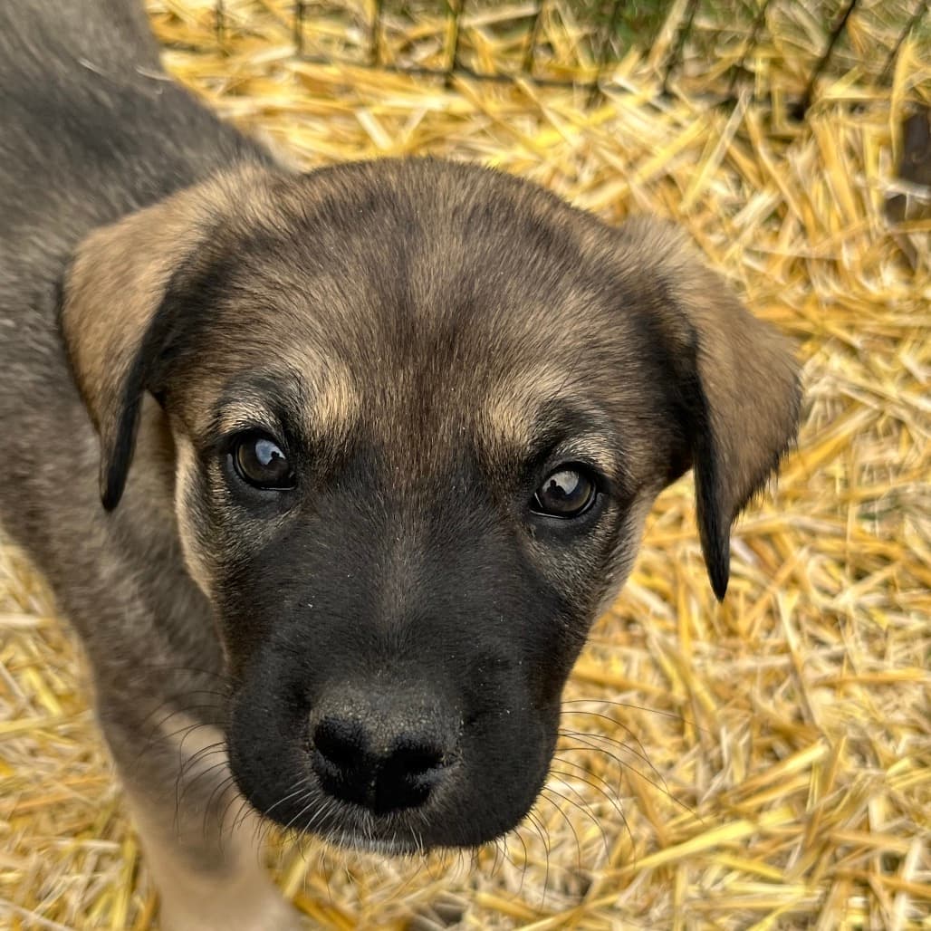 Milan - COLLIE, BORDER/MIX available for adoption at SCARS in Calgary