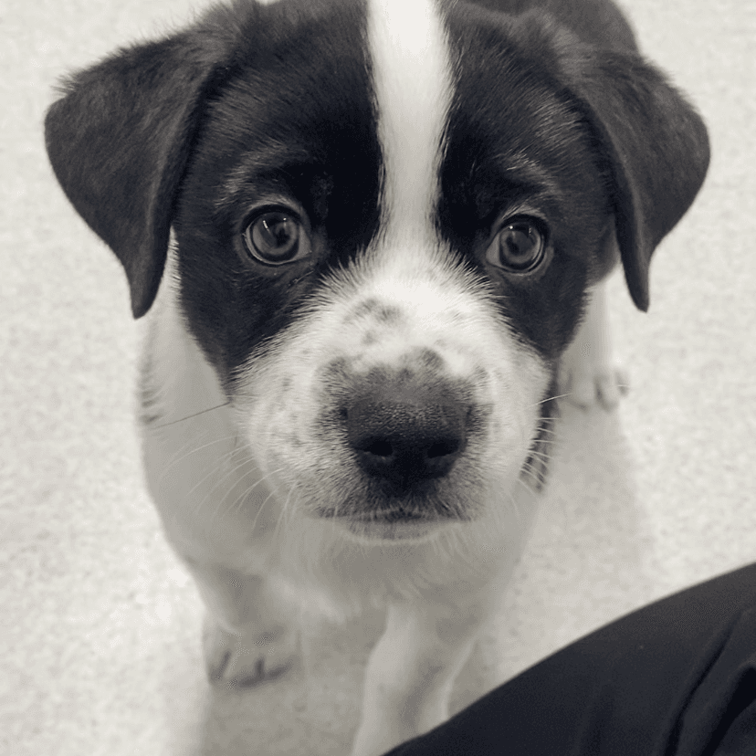 Galaxy - Shepherd, Australian available for adoption in Saskatchewan