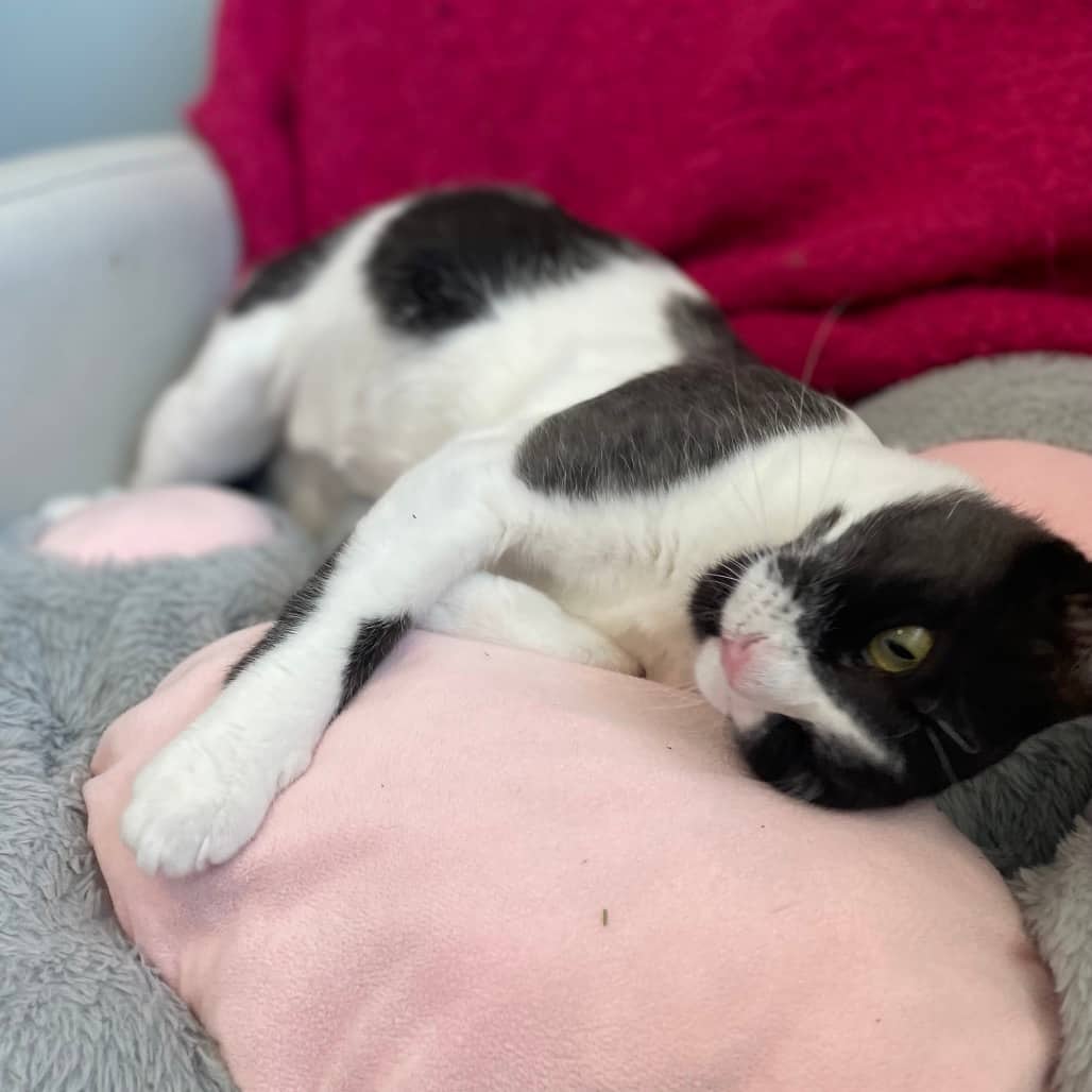 Spirit - Domestic Shorthair cat available for adoption at Battlefords Humane Society in North Battleford