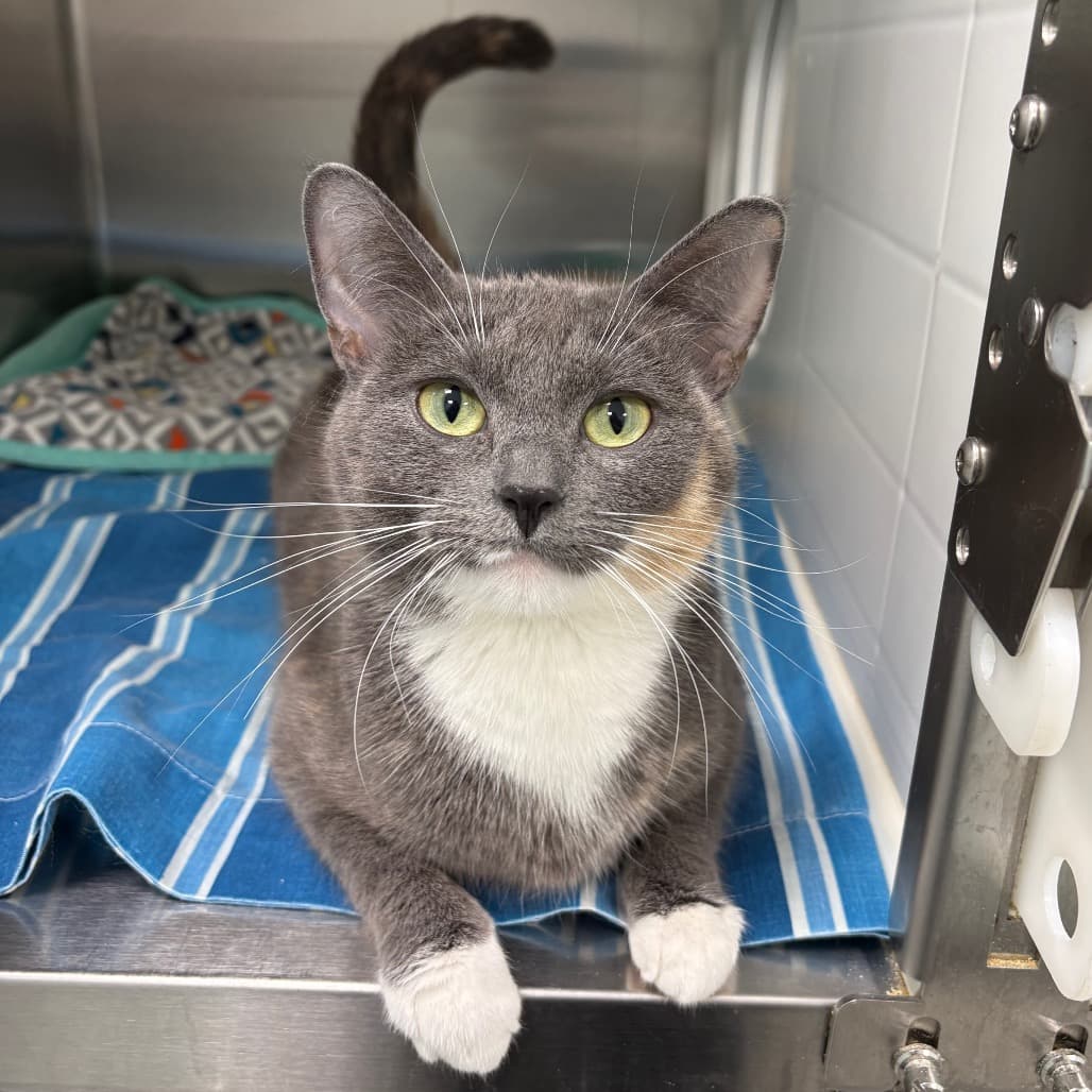 Scarlet - Domestic Shorthair cat available for adoption at Saskatoon SPCA in Saskatoon
