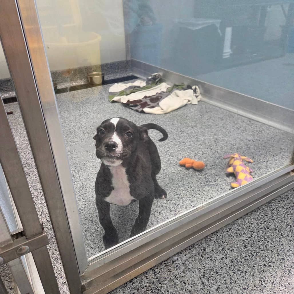 Squirt - Terrier, Pit Bull available for adoption