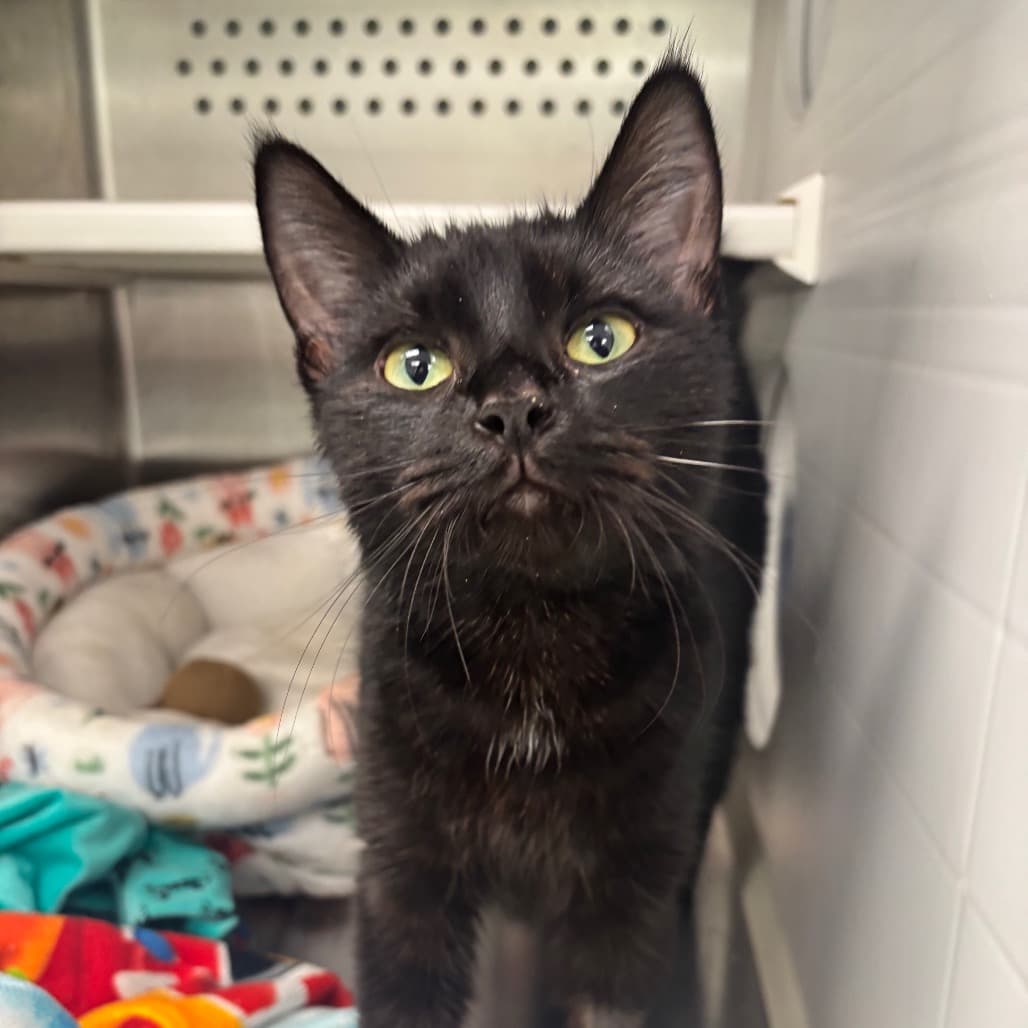 Chichi - Domestic Shorthair available for adoption