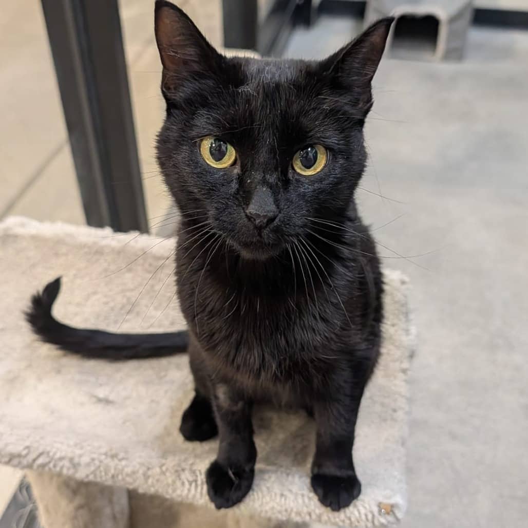 Binx - Domestic Shorthair available for adoption