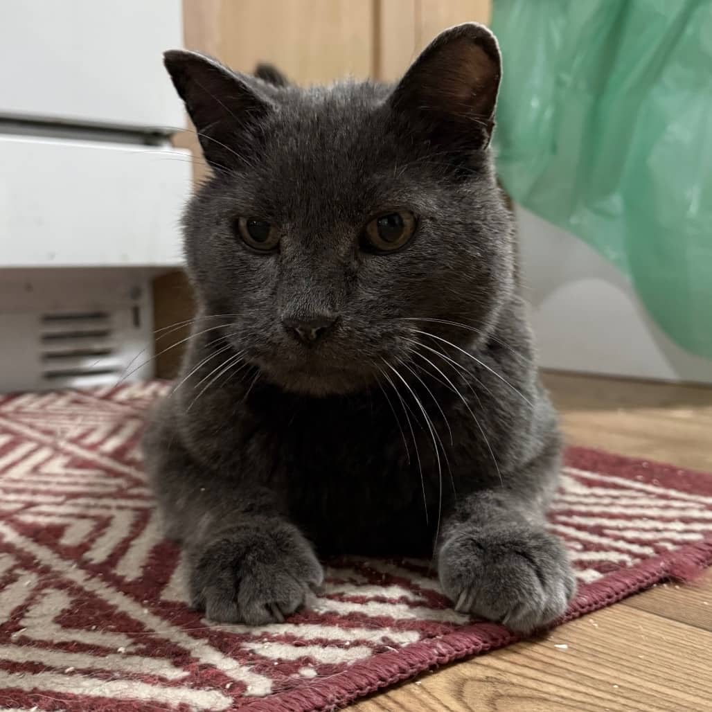 Howl - Domestic Shorthair cat available for adoption at SCARS in Edmonton (1 of 5)