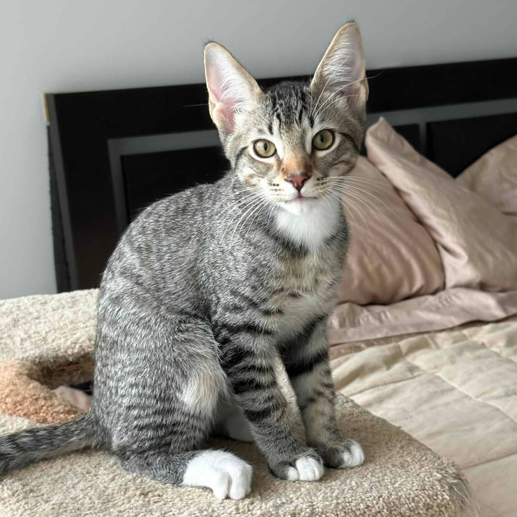Alex - Domestic Shorthair cat available for adoption at Vancouver Orphan Kitten Rescue Association in Vancouver
