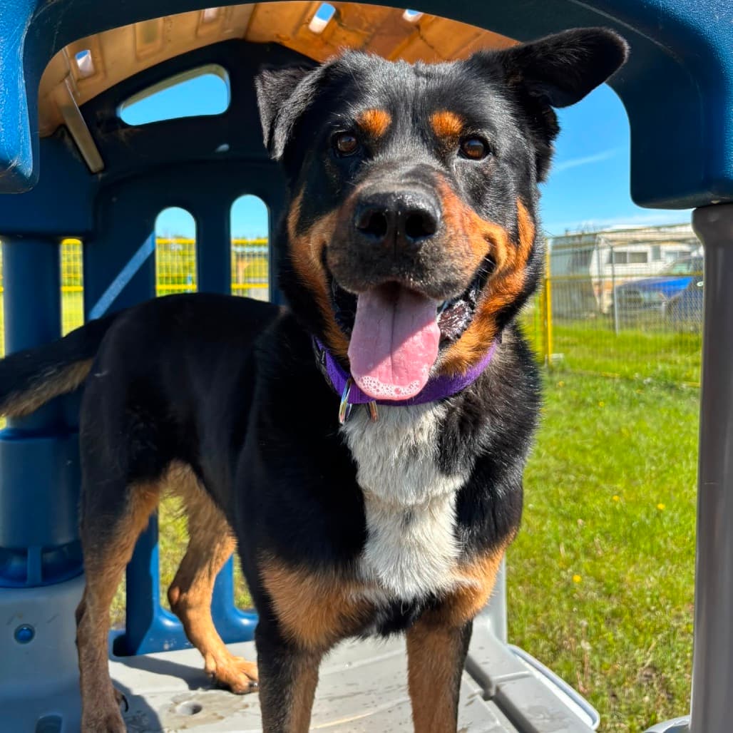 Finley - MIXED BREED available for adoption