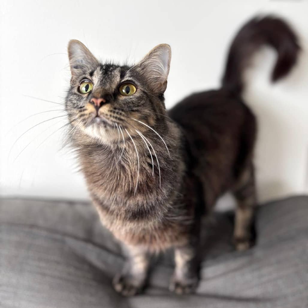 Dolly - Domestic Medium Hair cat available for adoption at Vancouver Orphan Kitten Rescue Association in Vancouver