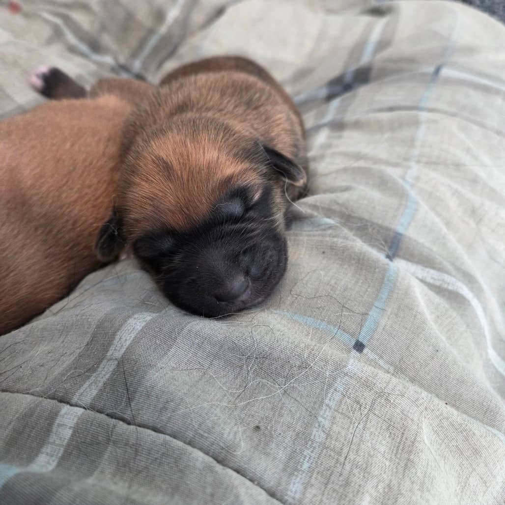 Fern - Newfoundland / Mixed Breed (Medium) available for adoption