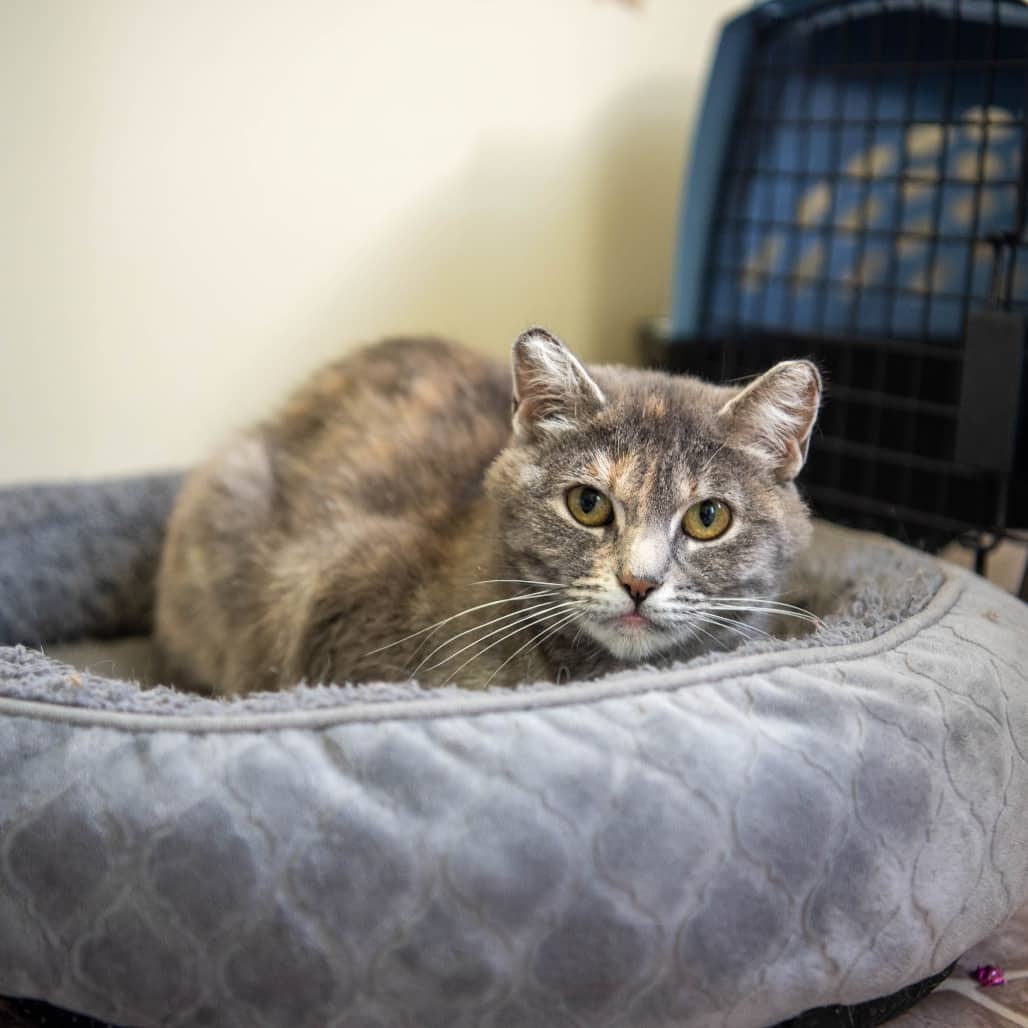 Cinder - Domestic Shorthair available for adoption