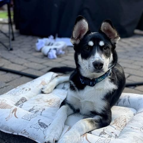 Spark - Mixed Breed available for adoption at Pause 4 Change in Calgary