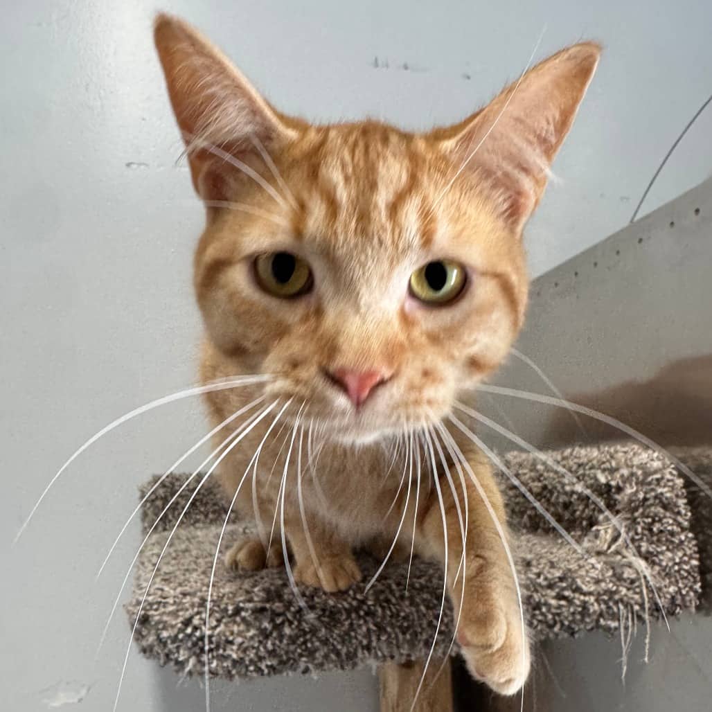 Bronto - Domestic Shorthair available for adoption