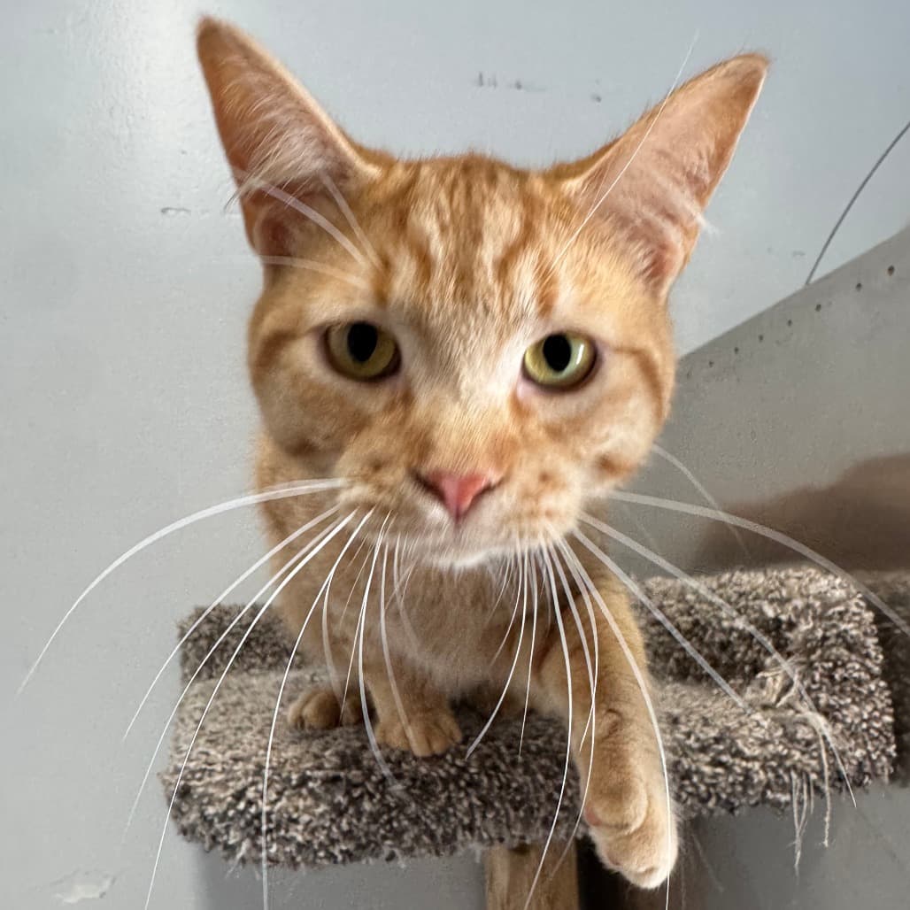 Bronto - Domestic Shorthair available for adoption