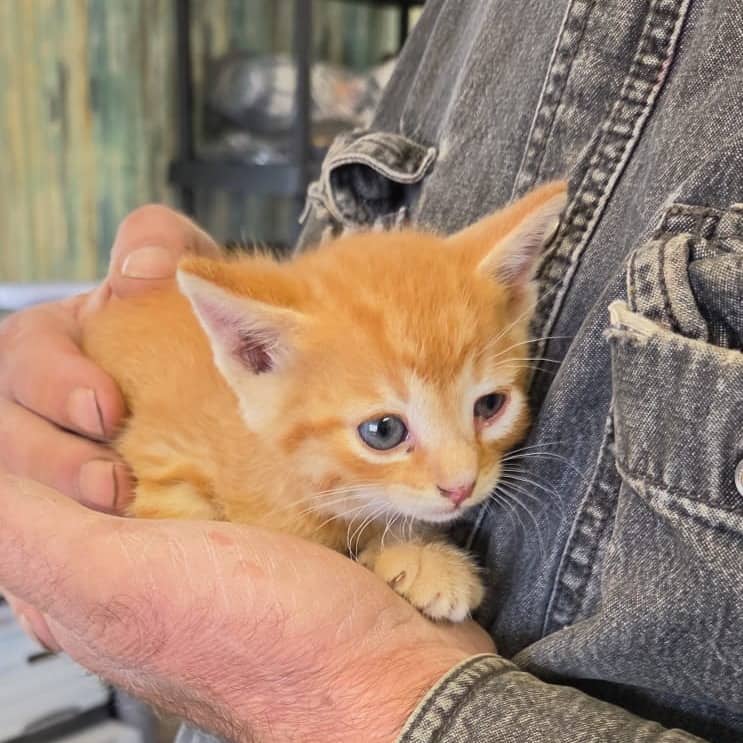 Gary - Domestic Shorthair cat available for adoption at Humboldt & District SPCA in Humboldt