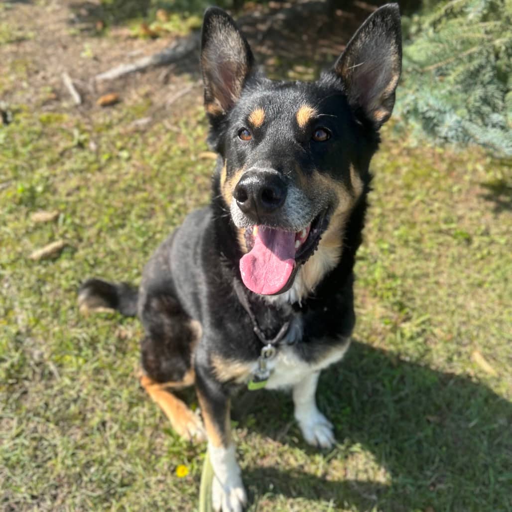 Walker - BERNESE MOUNTAIN DOG/SHEPHERD, GERMAN available for adoption in Alberta