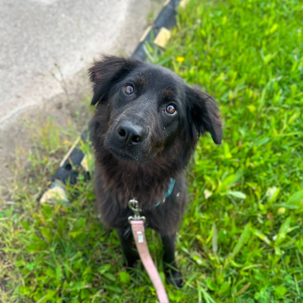 River - MIXED BREED available for adoption in Calgary