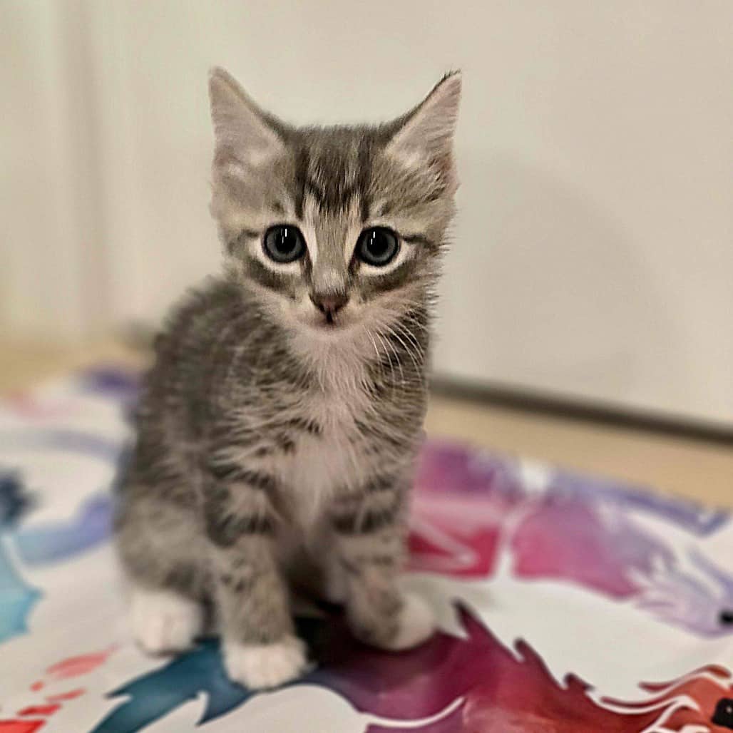 Mercury - Domestic Shorthair available for adoption
