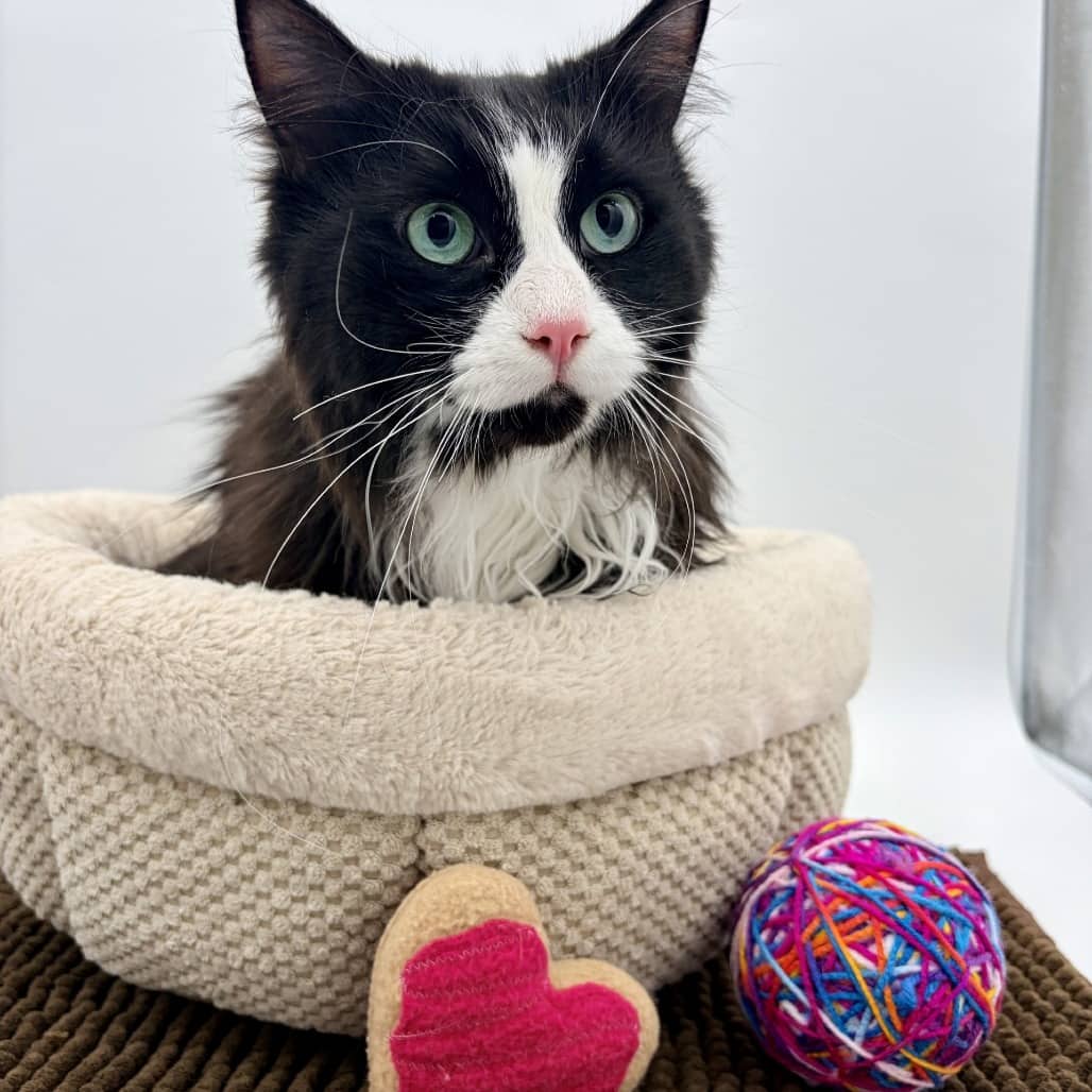 Sawyer - Domestic Medium Hair cat available for adoption at Moose Jaw Humane Society in Moose Jaw