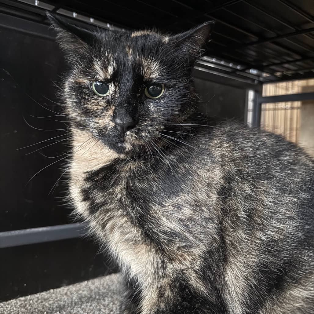 Kitty Gala - Domestic Shorthair available for adoption