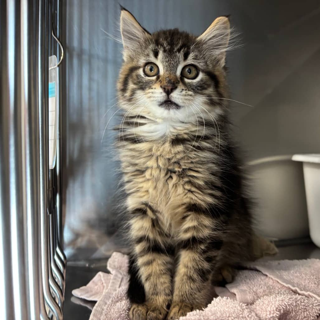 Sorrel - Domestic Medium Hair cat available for adoption at SPCA Swift Current in Swift Current