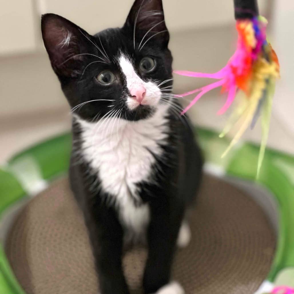 Pickle - Domestic Shorthair cat available for adoption at Vancouver Orphan Kitten Rescue Association in Vancouver