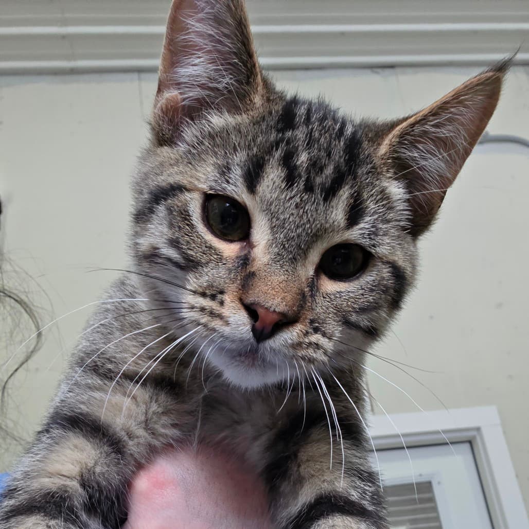 Remus - Domestic Shorthair cat available for adoption in Calgary