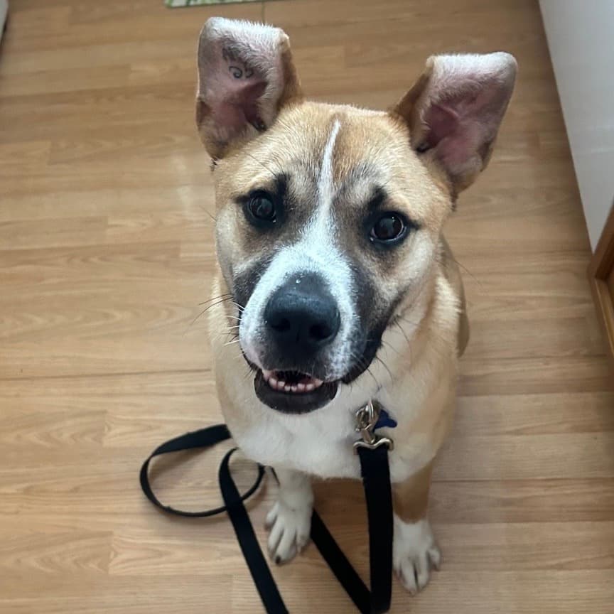 King - SHEPHERD/MIX available for adoption