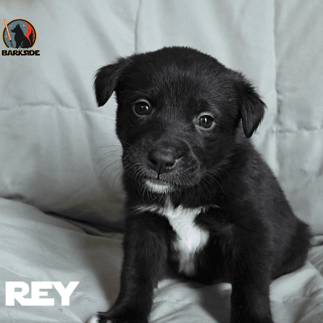 Rey - Mixed Breed available for adoption