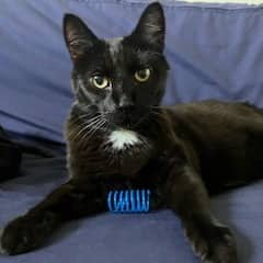 John John - Domestic Shorthair cat available for adoption in Calgary