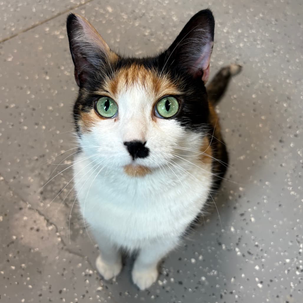 Bean - Domestic Shorthair / Domestic Shorthair cat available for adoption at North East SPCA in Melfort