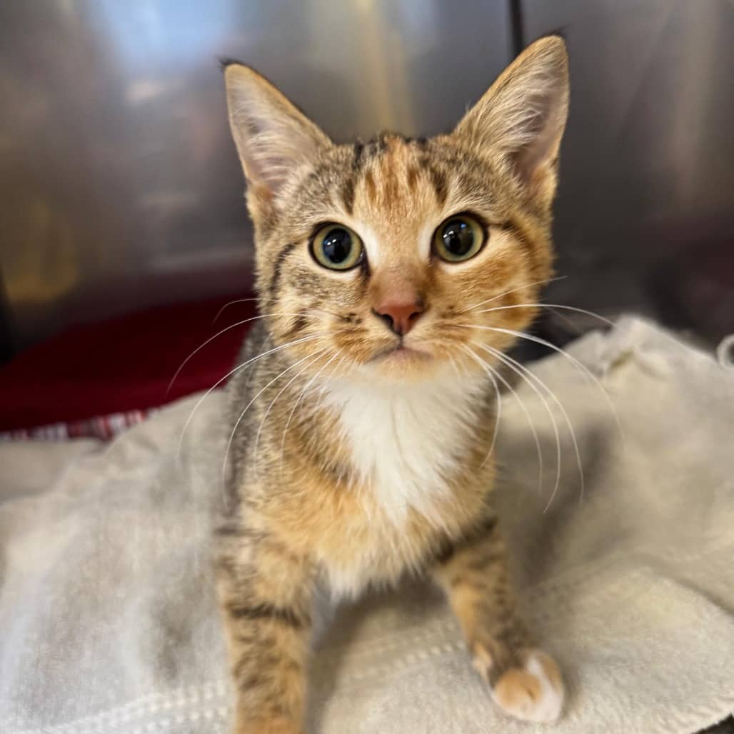 Jordan - Domestic Shorthair cat available for adoption at SPCA Swift Current in Swift Current