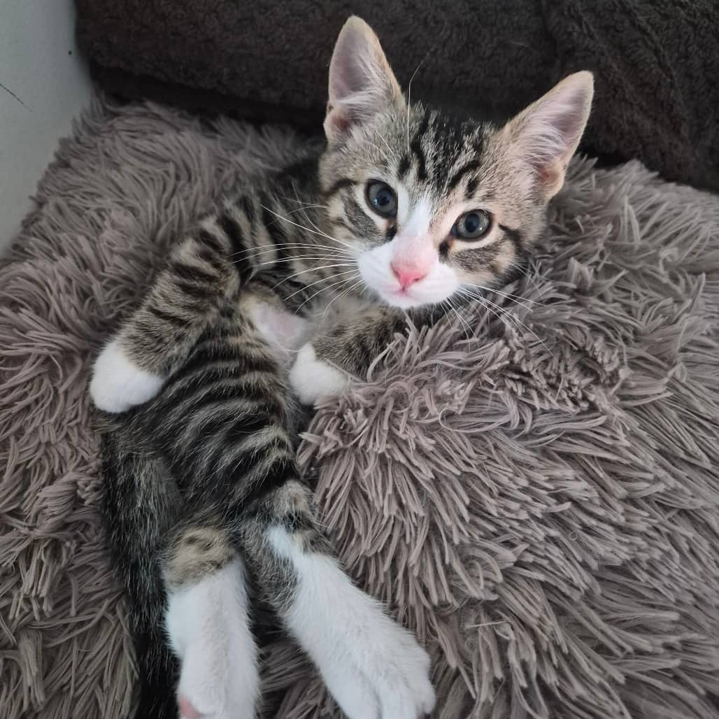 Buzz Lightyear - Domestic Shorthair available for adoption