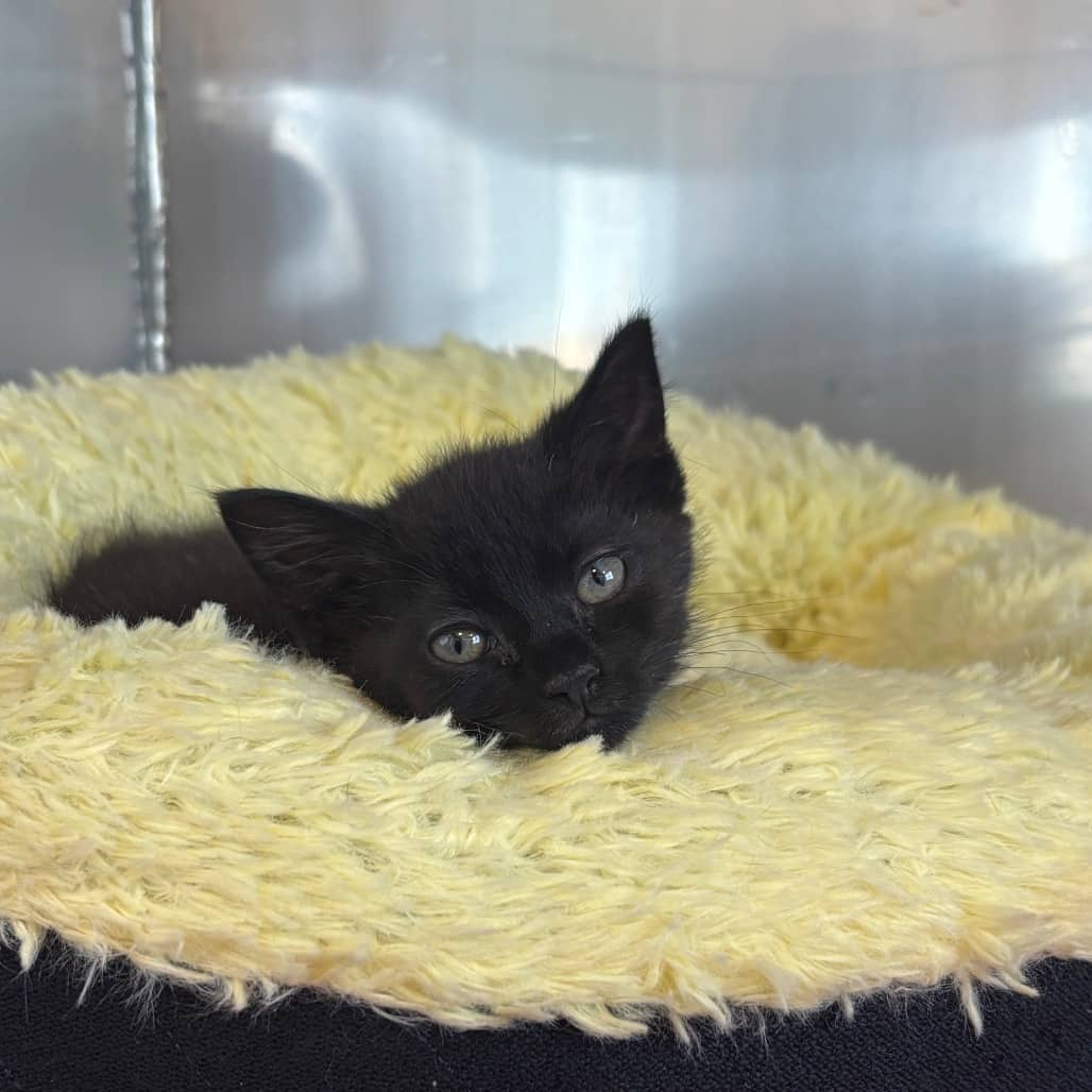 Dizzy - Domestic Shorthair cat available for adoption in Calgary