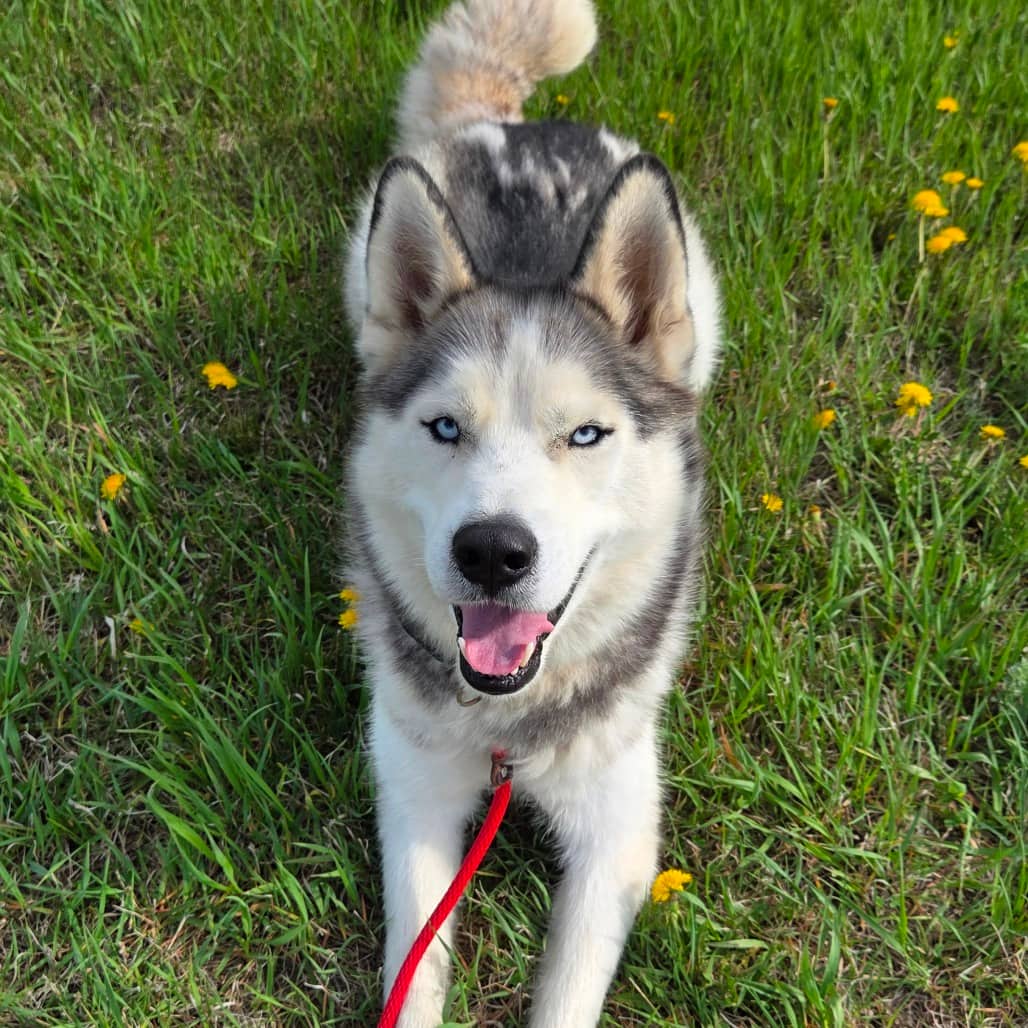 Dixon - Husky, Siberian available for adoption