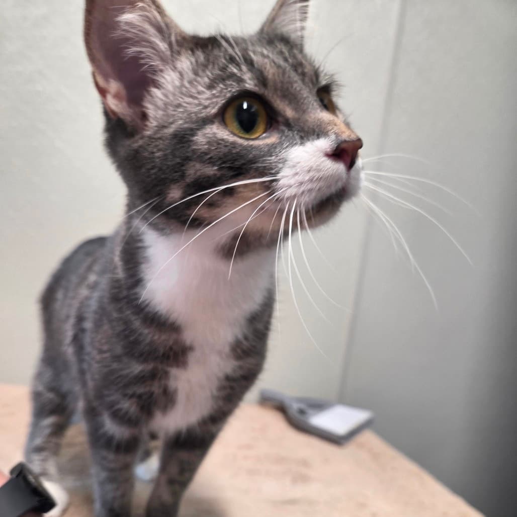 Stormy - Domestic Shorthair cat available for adoption at Battlefords Humane Society in North Battleford