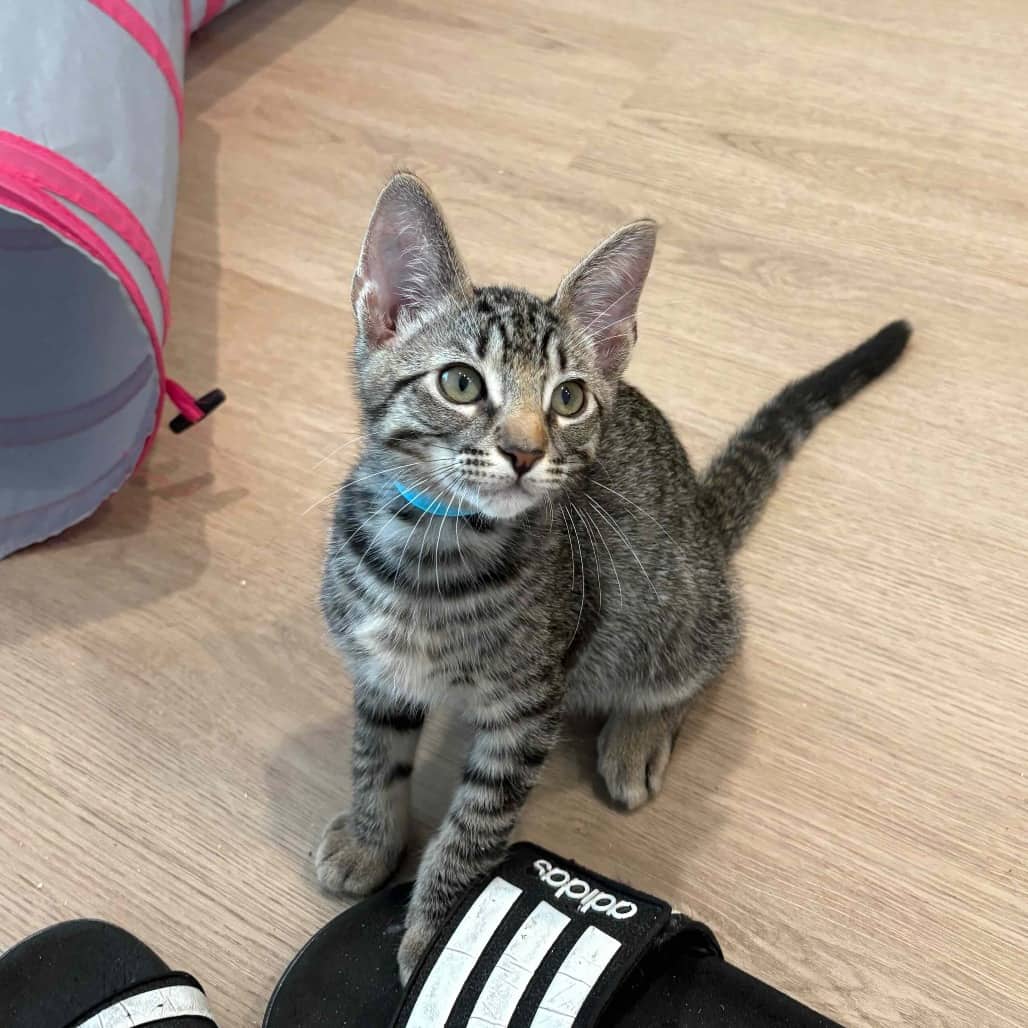 Richard Parker - Domestic Shorthair cat available for adoption in British Columbia