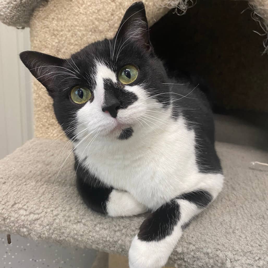 Starla - Domestic Shorthair available for adoption