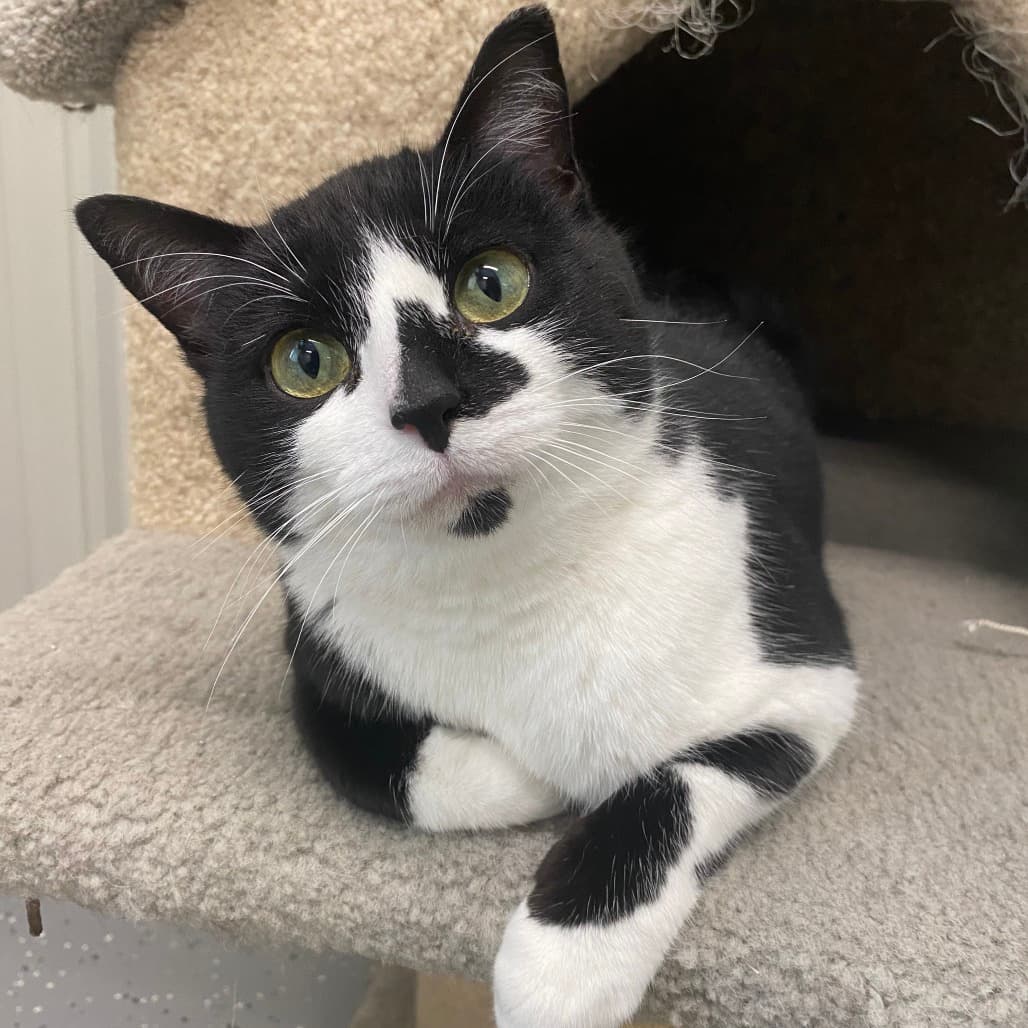 Starla - Domestic Shorthair available for adoption