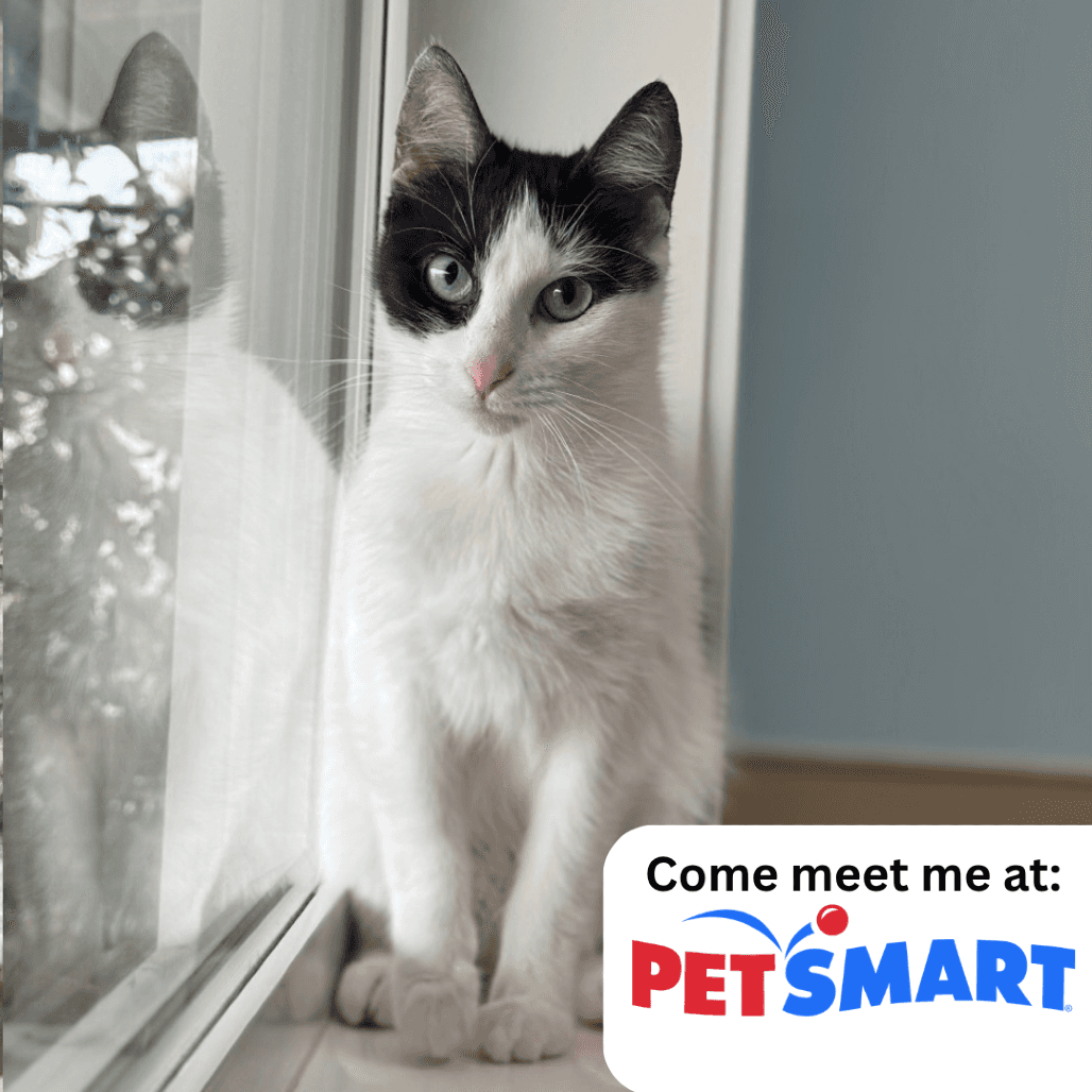 Bianca - Domestic Shorthair cat available for adoption in Saskatchewan